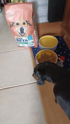 Pets at home beta dog food online