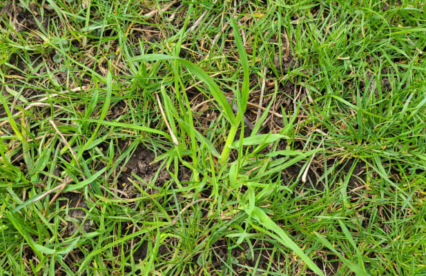 Kentucky 31 tall deals fescue