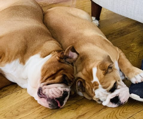 AVA Veterinary Approved Optimum Health Bulldog Dry Dog Food