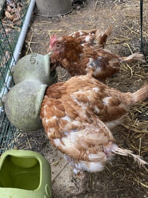 layers pellets pets at home