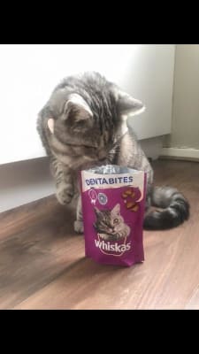 Whiskas online dental bites
