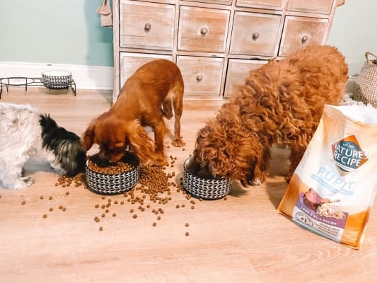 Nature's recipe puppy lamb meal & rice formula top