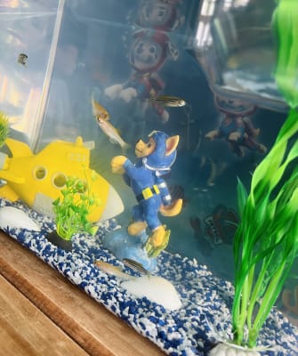 Paw patrol fish tank 2025