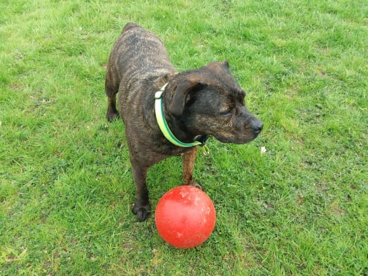 Indestructible dog ball outlet pets at home
