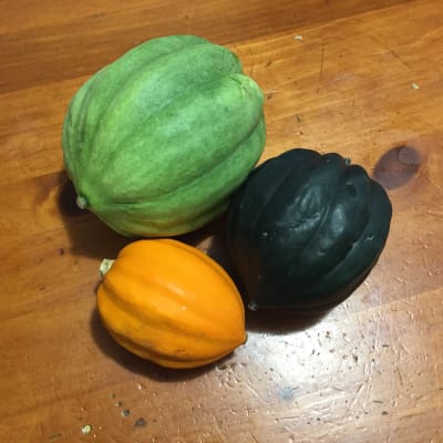 Autumn Acorn Blend Winter Squash