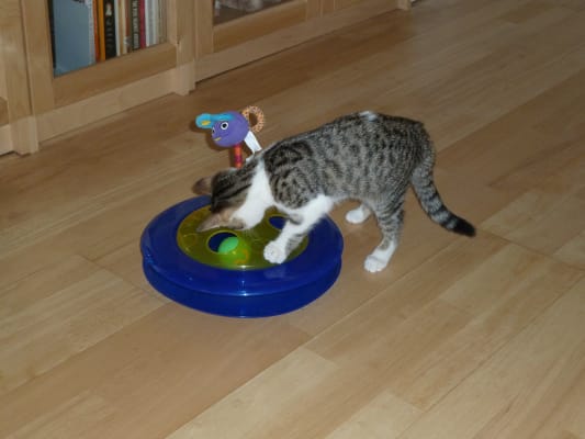 Petstages outlet cheese chase