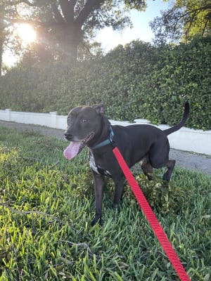 Eli pitbull puppies for sale store