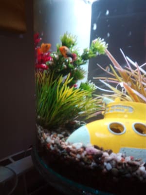 Marina 360 Aquarium LED Remote 4 Colours Fish Tank Filter Beginner Kids 10L  Nano