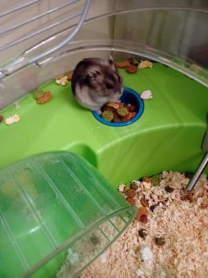 Savic Spelos Entry Mouse and Dwarf Hamster Cage X Large Pets At Home