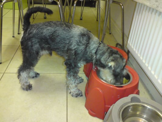 burgess sensitive salmon