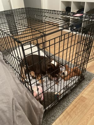 Rural king extra store large dog crate