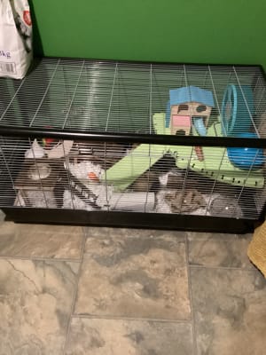 Savic plaza hamster hot sale and rat cage