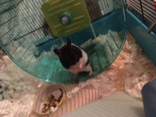 Rat wheel hotsell pets at home