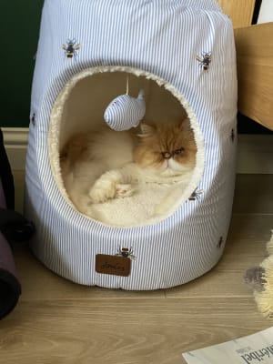 Royal canin for persian cats online