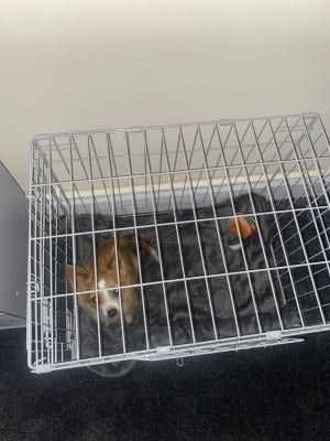 extra extra small dog crate