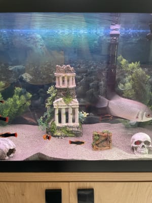 Pets at home aquarium sand hot sale