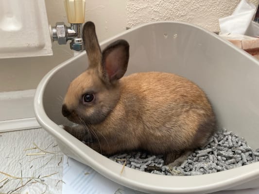 Back to sale nature rabbit litter