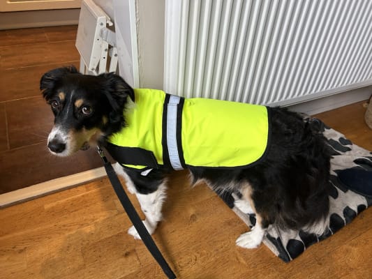 Pets at Home Reflective High Vis Padded Dog Coat Pets At Home