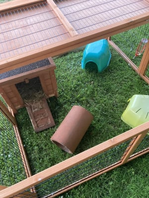 Rabbit run pets at home online