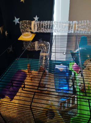 Savic sky clearance metro hamster cage