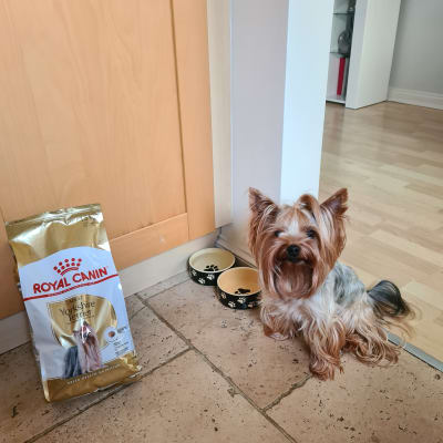Royal canin yorkshire terrier 10lb discount