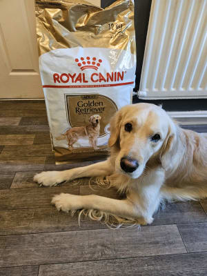 Royal Canin Golden Retriever Dry Adult Dog Food 12kg Pets At Home