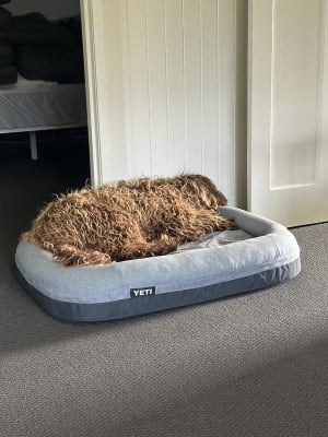 Is the Yeti Trailhead Dog Bed Worth It? One Happy Dog Reviewer