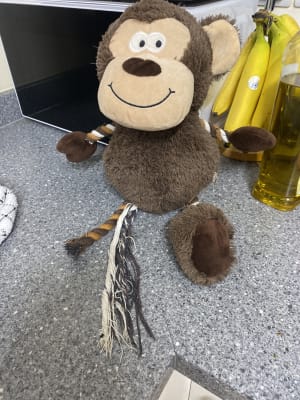 Monkey dog toy sales pets at home