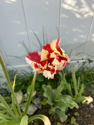 Tula tulip deals