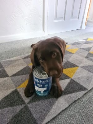 Butchers puppy perfect new arrivals