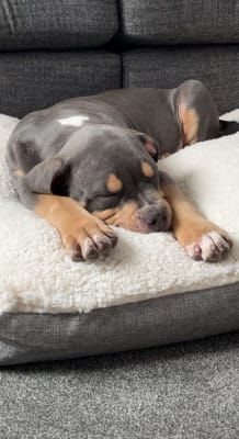 Otty dog bed hotsell