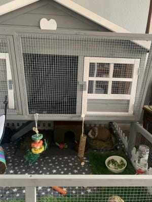 Blossom guinea pig best sale hutch