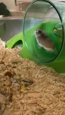 Savic Spelos Entry Mouse and Dwarf Hamster Cage X Large Pets At Home