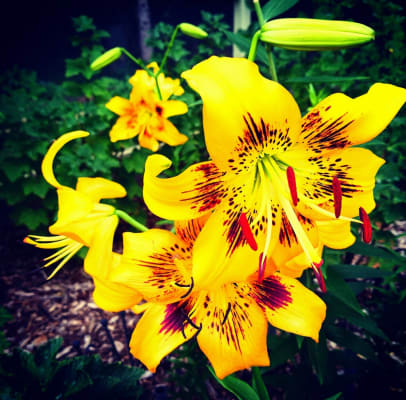Yellow Bruse Tiger Lily (2/bag) - Gilbert H. Wild & Son