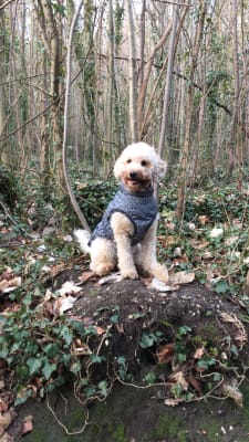 3 peaks sale aspire dog jacket