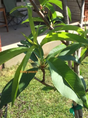 Elberta Peach Tree – Green Thumbs Garden