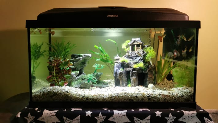 extra large crate tray