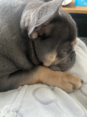 Royal canin french bulldog puppy review hot sale