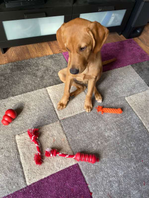Kong Dental with Rope Natural Rubber Dog Toy Pets At Home