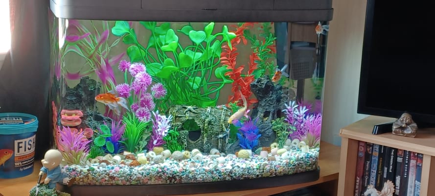 Love fish panorama tank 64 sales litre