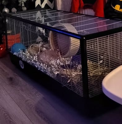 Hamster wheels pets at home sale