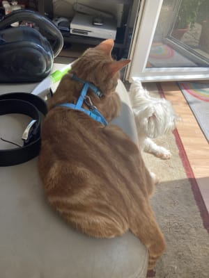 Pets at home kitten hot sale harness