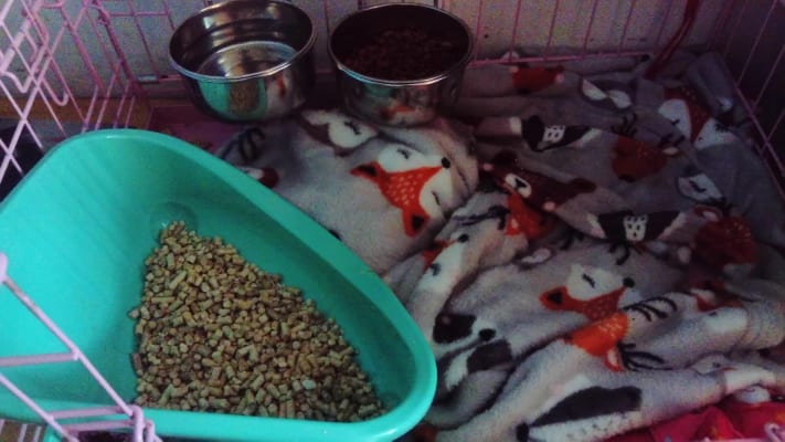 Pets at home corner litter tray 2025
