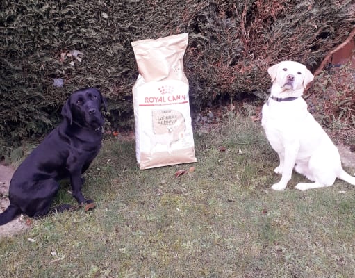 Royal canin top labrador senior