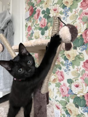 avery ascent cat scratch tower