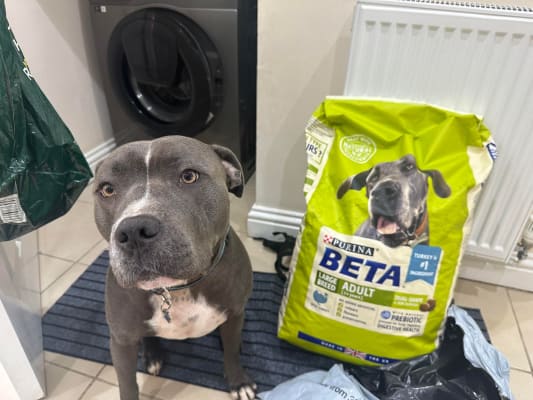 Beta large breed dog food 14kg cheap