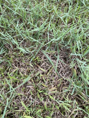 Image Kills Nutsedge Weed Killer Ready-to-Spray