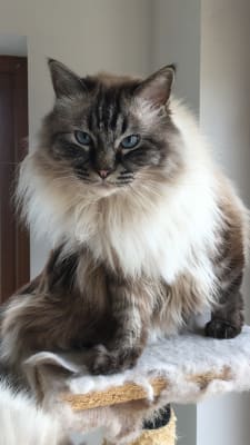 Royal canin ragdoll top cat food 10kg