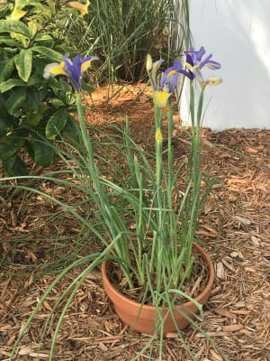 Mystic Beauty Dutch Iris Breck S