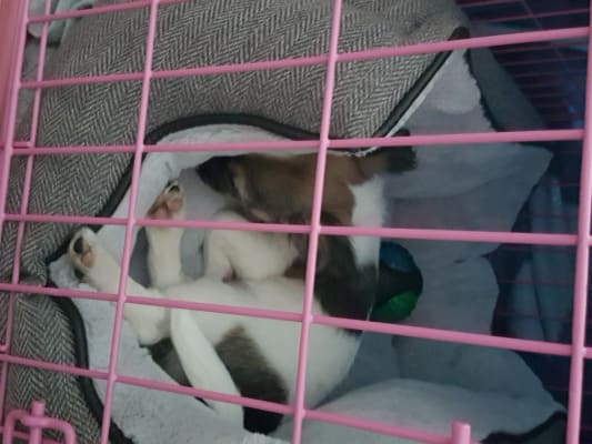 Dog 2025 cage argos